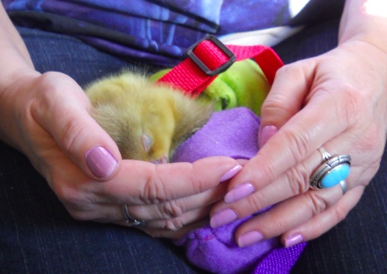 Diapered Goslings Sleeping on my Lap2012-02-10