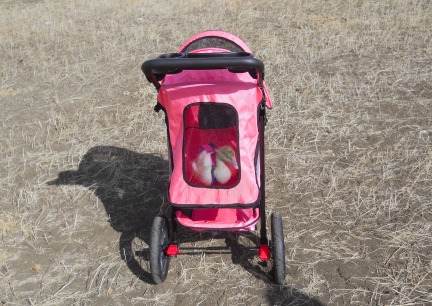 Dinah's New Stroller 2 2012-03-09