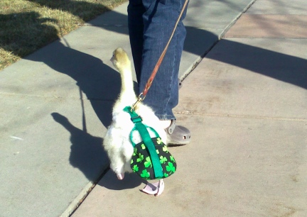 Dinah Walking Away on the Sidewalks of Rapid City, SD 2012-03-12