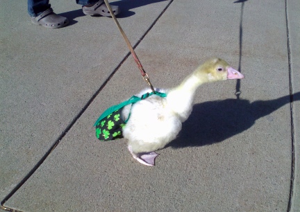 Dinah Walking on the sidewalks of Rapid City SD   2012-03-12