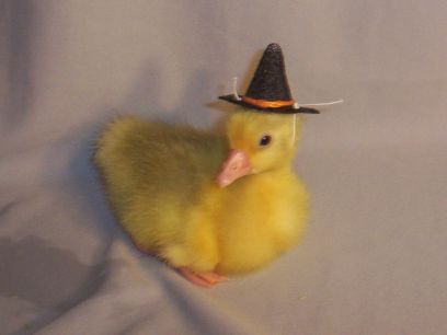 Gosling Witch